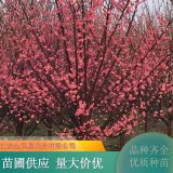 骨里紅紅梅 地徑1-10公分小苗 景區(qū)梅園觀賞苗 規(guī)格齊全