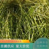 伊樂藻 水產(chǎn)養(yǎng)殖天然餌料 適合濕地河道公園池塘