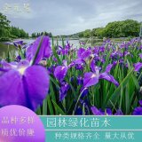 西伯利亞鳶尾 花壇花鏡種植花卉池塘河邊栽培綠化造景工程苗