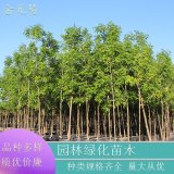 基地供應(yīng) 槭樹系列 茶條槭 火焰阿穆爾 園林綠化風(fēng)景行道樹