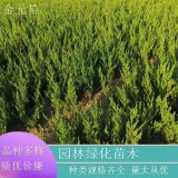 苗圃供应 黄金花柏 庭院别墅种植栽培 道路园林绿化工程造景苗