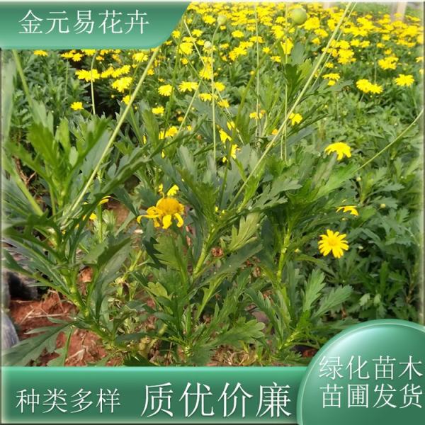 木春菊价格