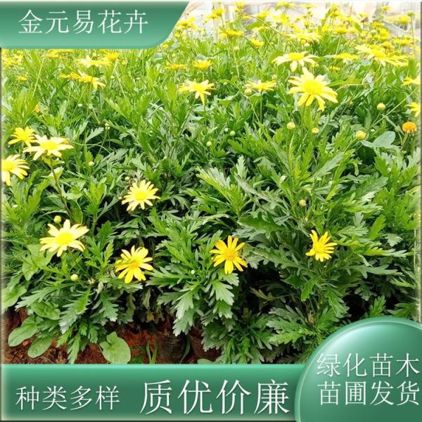 木春菊价格