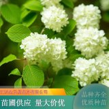 繡球莢蒾 規(guī)格齊全 庭院種植觀賞苗 護(hù)坡街道造景工程苗