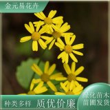 苗圃出售野菊花 易成活 花色艷麗花期長 園林綠化工程用苗