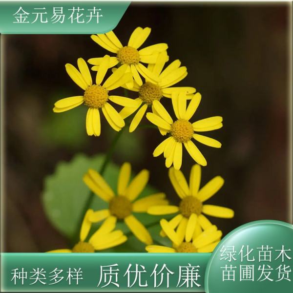 野菊花价格