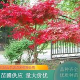 日本紅舞姬紅楓 盆景庭院陽臺(tái)盆栽規(guī)格齊全種類多