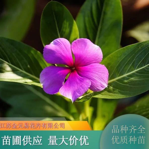 長春花價(jià)格