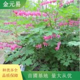 荷包牡丹 花鏡花壇觀賞苗 規(guī)格全 園林景觀栽植苗