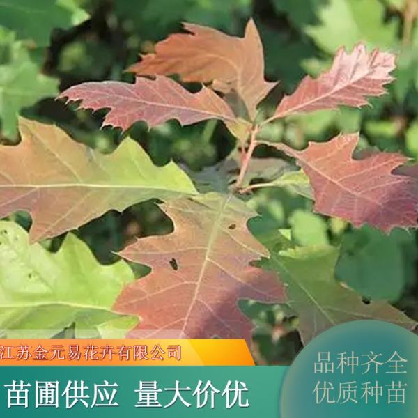 北美紅櫟價(jià)格