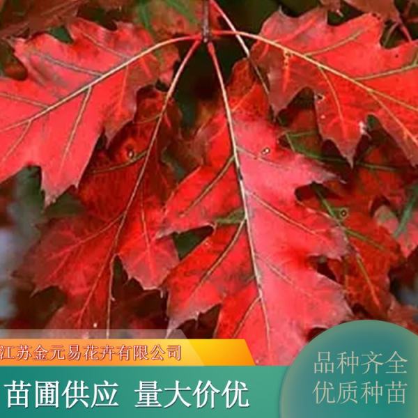 北美紅櫟價(jià)格