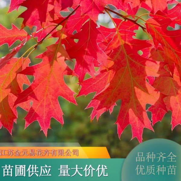 北美紅櫟價(jià)格