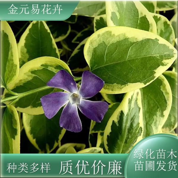 花叶蔓长春价格