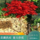 苗木出售日本紅楓 樹(shù)形大氣漂亮 陽(yáng)臺(tái)盆栽耐寒植物