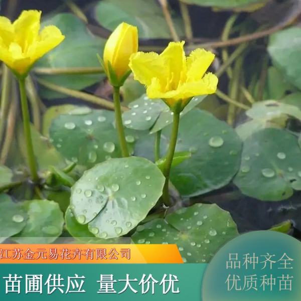 荇菜图片