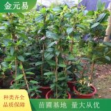 忍冬小苗 規(guī)格全 苗圃供應(yīng) 道路綠化造景工程栽植苗