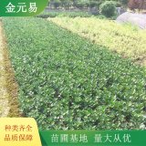 大葉黃楊籬 道路綠籬色塊苗 園林綠化工程苗 耐寒植物