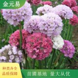 海石竹 花坛花镜景观布置 市政乡村道路绿化栽植苗