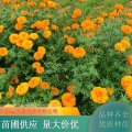 萬壽菊 可作盆栽花海觀賞 花壇布景 旅游區(qū)花海 花色鮮艷易栽培