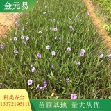 矮生翠蘆莉杯苗 花鏡花壇栽植 道路地被綠化配植苗 生長旺盛