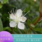 苗圃供應(yīng) 花葉香桃木 花壇花鏡種植觀賞苗園林景區(qū)綠化工程苗