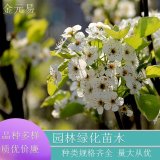 基地供應(yīng) 彩葉豆梨紅塔 克利夫蘭精選 秋火焰園林風(fēng)景行道樹