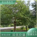 苗圃出售香樟 植株健壯長勢好 道路綠化公園小區(qū)行道樹