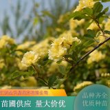 木香花 多色系 花色鮮艷 庭院廊道公園墻體觀花植物