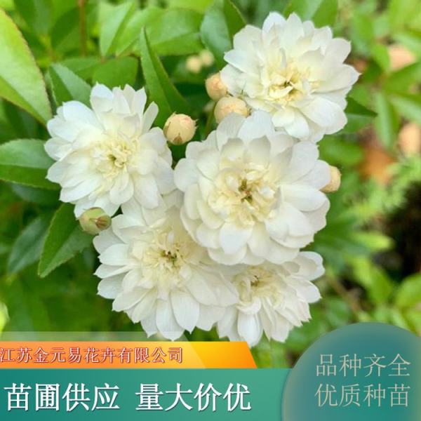 木香花价格