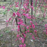 朱砂梅直径11公分小苗景观绿地种植树 苗圃现货批发