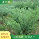 沙地柏綠化苗 護土固坡栽植苗 園林景區(qū)工程苗 生長旺盛