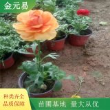 毛莨小苗 花鏡花壇切花材料 花?；ㄧR工程種植苗 顏色多規(guī)格全