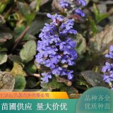 多花筋骨草 常绿观叶观花 多年生草本 景区园林绿化