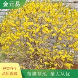 基地迎春球供應(yīng) 花壇花鏡造景栽植苗 園林綠化配植工程苗