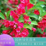 基地直供 紅王子錦帶 園林庭院小區(qū)廣場(chǎng)路旁觀賞性植物 耐寒耐旱