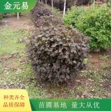 紫葉風香果香苗 庭院小區(qū)綠化苗木 道路栽植觀賞苗