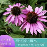 苗圃直供 松果菊 養(yǎng)護(hù)簡(jiǎn)單 色彩鮮艷觀賞價(jià)值高 可用于盆栽