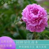 苗圃直供 芍藥 公園花帶庭院 園林花壇綠化種植苗 品種齊全