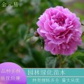 苗圃直供 芍藥 公園花帶庭院 園林花壇綠化種植苗 品種齊全