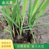 茭白基地 水生植物 河道治理綠化 可食用蔬菜類小苗