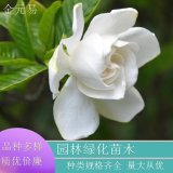 苗圃供應(yīng) 花葉梔子花 盆栽地栽苗 別墅小區(qū)公園園林綠化花卉