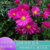 苗圃直供 荷兰菊 阳台装饰花坛花镜租摆盆栽 花色鲜艳 品相好