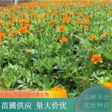 基地供應(yīng) 孔雀草 易栽培 喜陽(yáng) 適應(yīng)性強(qiáng) 花色醒目