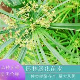 苗圃直供 風(fēng)車(chē)草 水生挺水植物河道綠化凈化水質(zhì)工程苗