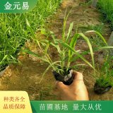 出售畫眉草 市政公園環(huán)境綠化工程苗 道路隔離帶栽植苗木