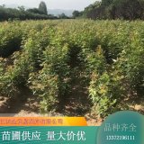 苗木出售五角楓 綠化苗木造景 抗旱耐寒風景樹 樹形優(yōu)美易成活