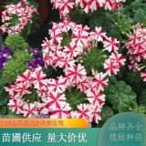 美女櫻苗 花色豐富 花期長美化家居 園林露地觀花品種