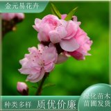 苗圃出售壽星桃 花型多花朵豐腴色彩鮮艷豐富 小區(qū)公園街道觀賞樹