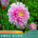 苗木出售翠菊 四季開(kāi)花 花色鮮艷喜溫暖 庭院盆栽觀賞性高