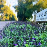 超级鼠尾草 公园道路两侧观赏花卉 花坛花镜花海观赏性工程苗木